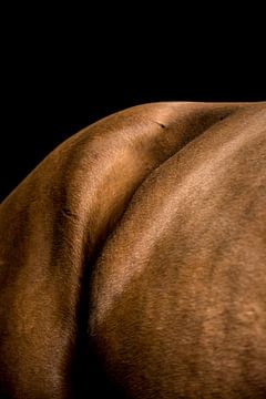 Close-up paard 10 van Lina Heirwegh