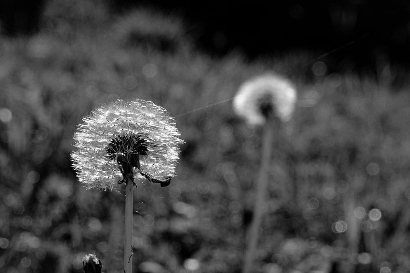 Fluff ball dandelion by Framed by Elisabeth