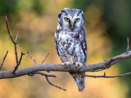 Chouette de Tengmalm dans la forêt sur Teresa Bauer