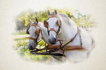 Twee witte paarden bij een koets in aquarel.