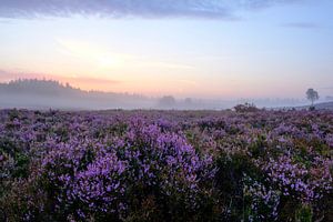 Blühende Heidekrautpflanzen in einer Heidelandschaft bei Sonnenaufgang von Sjoerd van der Wal Fotografie