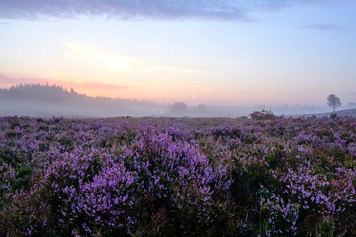 Bloeiende heideplanten in een heidelandschap tijdens zonsopgang