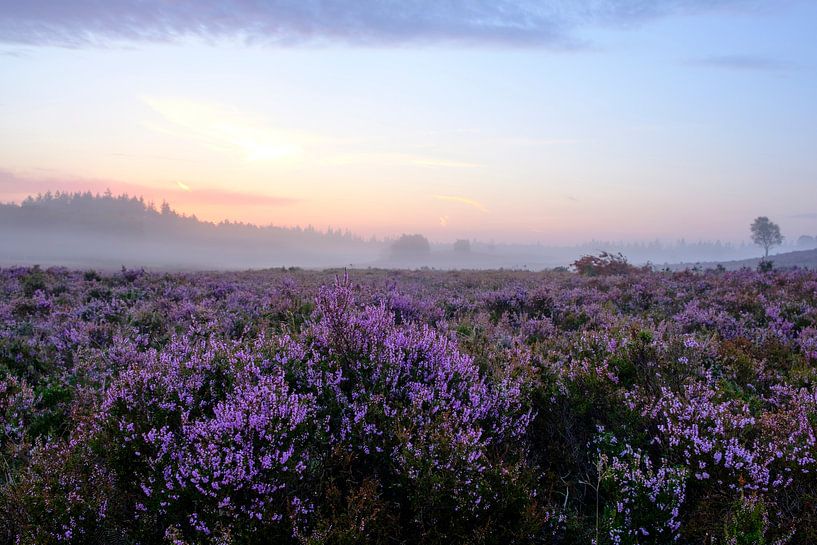 Blooming Heather plants in a heathland landscape during sunrise by Sjoerd van der Wal Photography