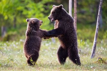 dancing bears by Daniela Beyer