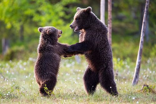 dancing bears