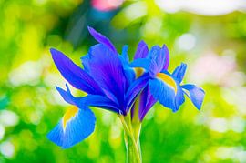 Blue iris in soft harmony