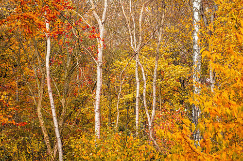 Birch trunks amidst the autumn leaves