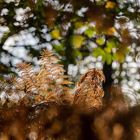 Ferns/autumn by Yvonne van der Meij