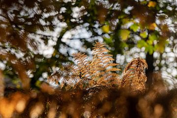 Varens/herfst van Yvonne van der Meij