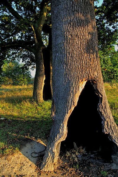 geniet van de rust in de natuur by nicole bol