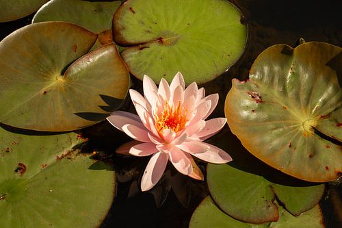 licht roze waterlelie