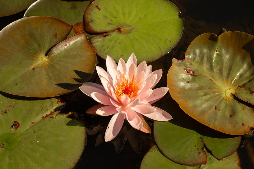 nénuphar rose pâle par M. B. fotografie