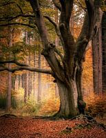 Vieille forêt néerlandaise aux couleurs d'automne