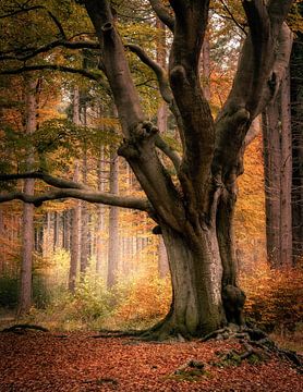 Old Dutch forest in autumn colours