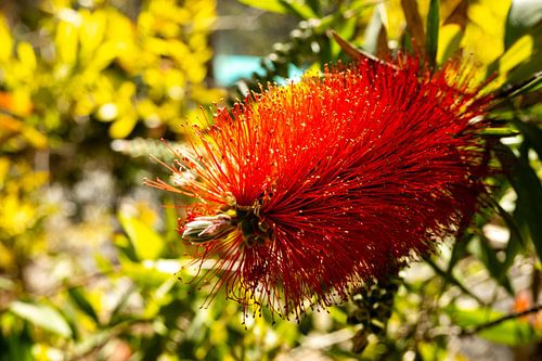 Bloemschouw roodcylinder Callistemon citrinus