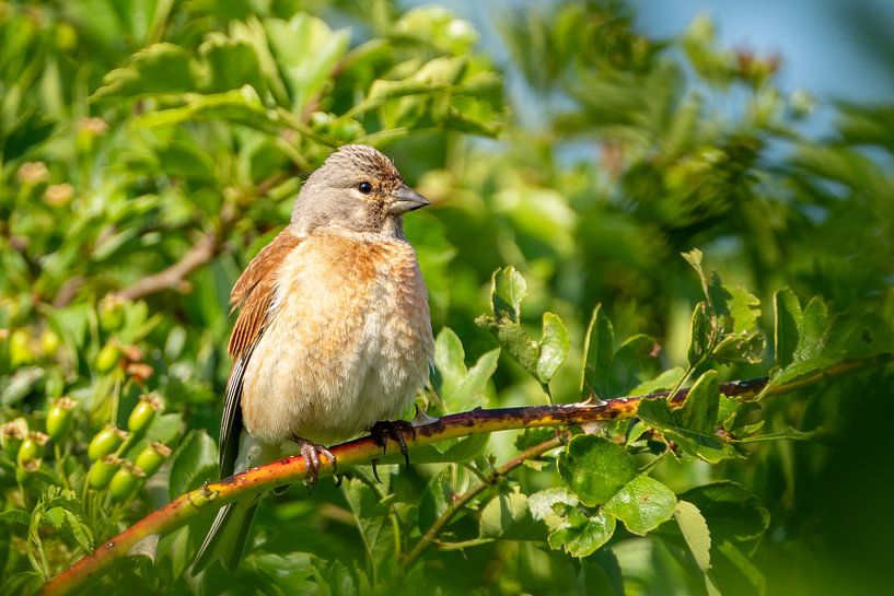 Kneu (vogel) op tak van Gianni Argese