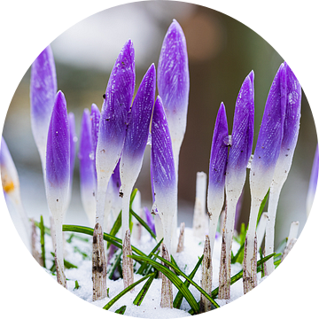 Paarse krokus bloemen brengen de vroege lente van Kim Willems
