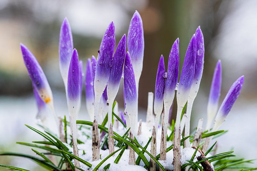 Paarse krokus bloemen brengen de vroege lente van Kim Willems op ..., image size:817x545