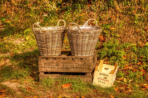 Boskoop of Goudreinetten vers van de boom