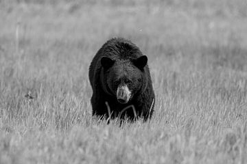 Wilde zwarte beer in Noord-Amerika van Roland Brack
