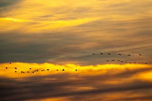 Kranichvögel oder Kraniche, die während des Sonnenuntergangs im Herbst durch die Luft fliegen