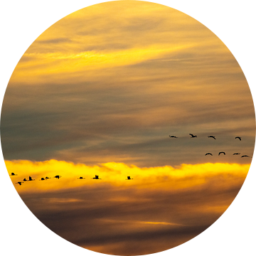 Kraanvogels vliegend in de lucht tijdens een herfst zonsondergang van Sjoerd van der Wal Fotografie