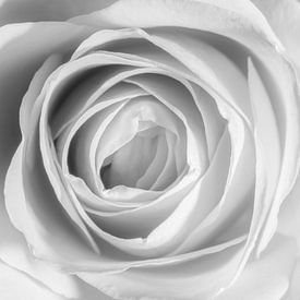 gros plan d'une rose en noir et blanc sur Marc Goldman