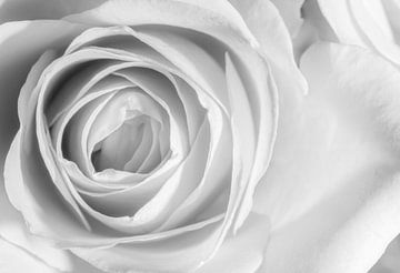 close up van een roos in zwart wit van Marc Goldman