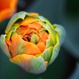 Young tulip by SallysMacroworld