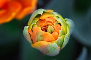 Jeune tulipe sur SallysMacroworld