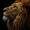 Lion majestueux sur Matthias Spartz