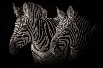 Zèbre : portrait de deux zèbres en noir et blanc