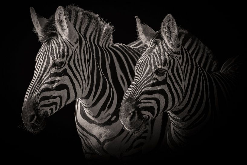 Zebra: Porträt von zwei Zebras in Schwarz-Weiß von Marjolein van Middelkoop