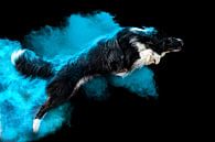Border collie in Colors Powder by gea strucks thumbnail