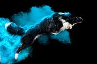 Border collie in Colors Powder