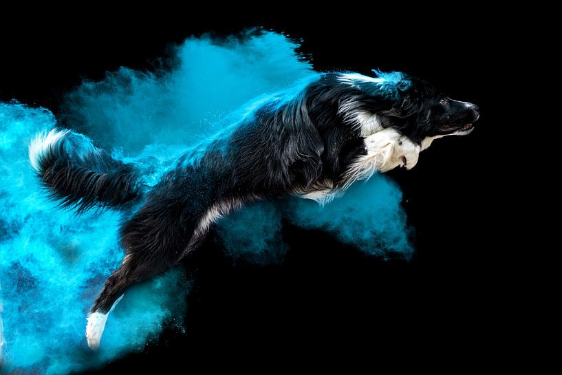 Border collie in Colors Powder by gea strucks
