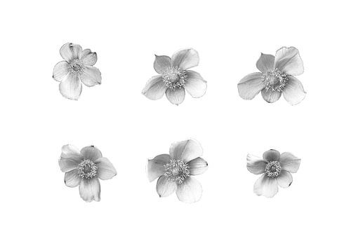 Japanische Anemonen in Schwarz und Weiß