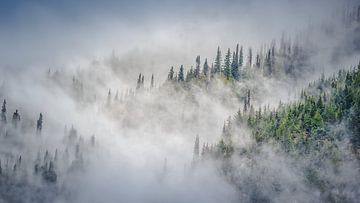 Nevel tussen de bomen en bergen in Glacier National Park Canada van Harold van den Hurk