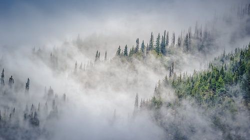 Nevel tussen de bomen en bergen in Glacier National Park Canada