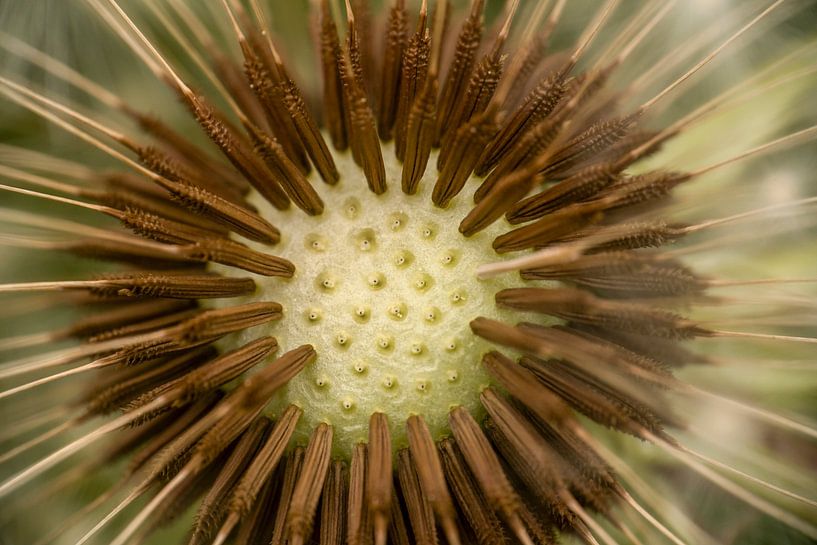 Dandelion seeds by Achim Prill