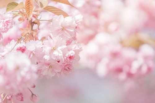 Betoverende kersenbloesem in zachtroze tinten