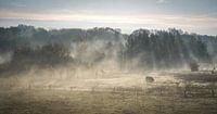 nebliger Morgen
