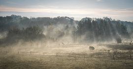 nebliger Morgen von Stefan Lok