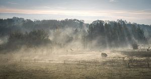 misty morning by Stefan Lok