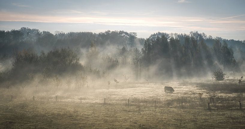matin brumeux par Stefan Lok