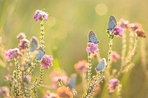 Papillon, bleu bruyère