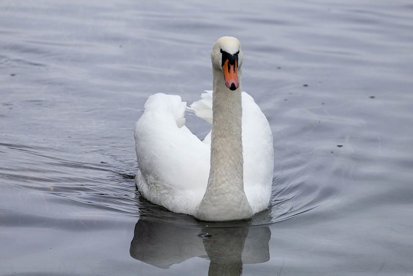 Encounter with a swan by Teresa Bauer