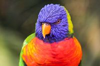 Regenbooglori