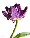 Paarse Franse tulp ( Parrot tulip) van Flower and Art thumbnail
