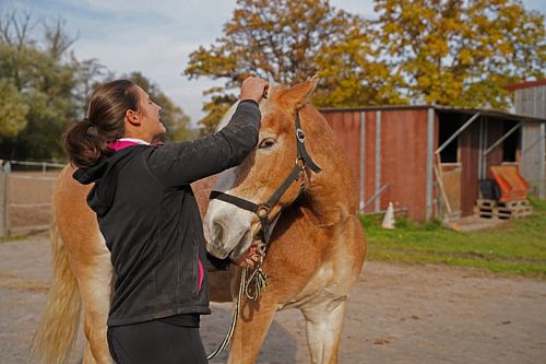 Voorbereiding van een lichtbruine Haflinger met een beige manen voor de training